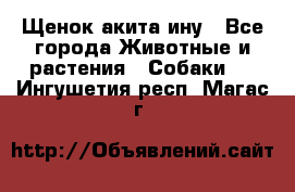 Щенок акита ину - Все города Животные и растения » Собаки   . Ингушетия респ.,Магас г.